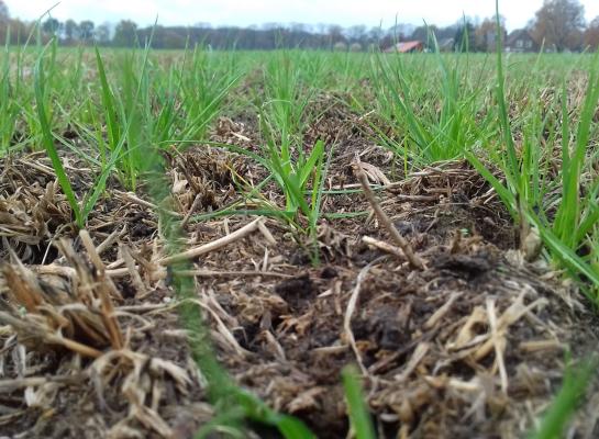 Het is nu een goed moment om percelen met een te laag aandeel goed gras en klavers door te zaaien (foto: Mark de Beer)