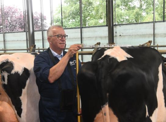 Zwartbonte holsteinvaarzen werden in 25 jaar tijd zo’n 5,5 centimeter groter