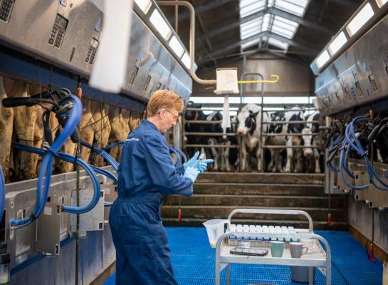 In 2018 produceerden de zwartbonte holsteinkoeien in Nederland gemiddeld 4,25% vet, in 2024 was dit gestegen tot 4,35%