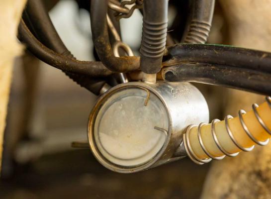 Met 53 euro per 100 kg melk ligt de garantieprijs van FrieslandCampina voor het eerst dit jaar lager dan in dezelfde maand vorig jaar