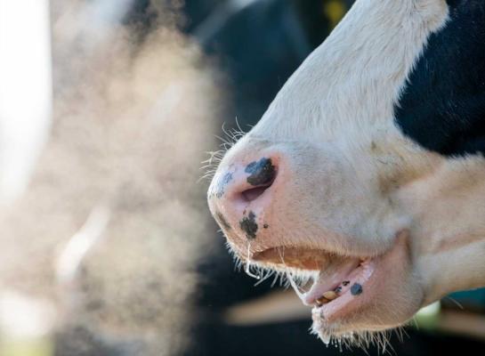 Koeien stoten voornamelijk via hun adem methaan uit