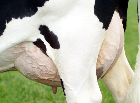 Tussen 1997 en 2012 werden de voorspenen van zwartbonte holsteinvaarzen circa 28 millimeter korter. Daarna bleef de speenlengte ongeveer stabiel