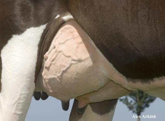 Ondanks dat de genetische aanleg voor productie steeg met bijna 1600 kg melk, werden de uiers van zwartbonte holsteinvaarzen in 25 jaar tijd niet dieper