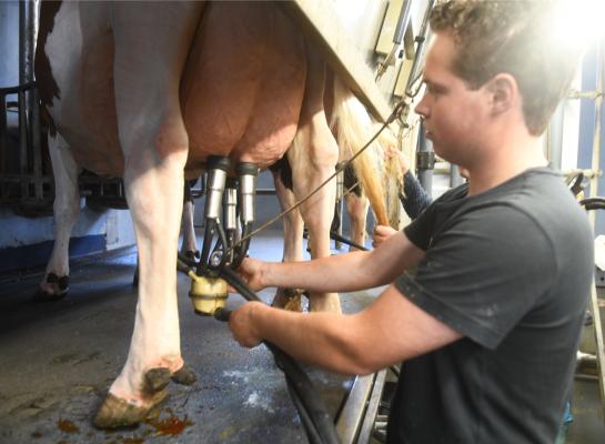 Dankzij fokkerij daalde het percentage subklinische mastitis in 15 jaar tijd met 10 procentpunt