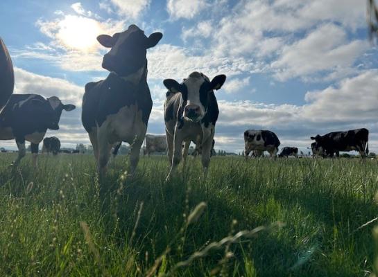Om graskwaliteit te behouden moeten doorgeschoten percelen gemaaid worden