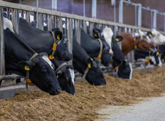 De levensproductie van de  koeien in de stal van Herman Kusters ligt rond de 37.000 kg melk, die bij afvoer op ongeveer 52.000 kg melk