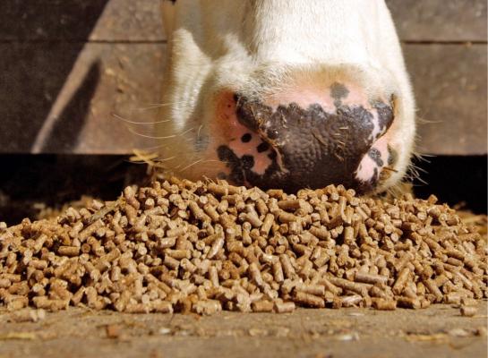 Bij het huidige melkproductieniveau is het sectordoel van 158 gram ruw eiwit in het rantsoen volgens Dijkstra veilig voor de diergezondheid