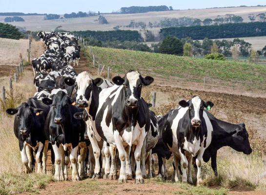 Alleen in Australië (-3%) nam de melkaanvoer in augustus af (foto: Eric Elbers)