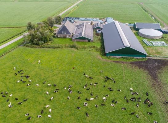 Gemiddeld heeft een Nederlandse melkkoe dit jaar 0,38 hectare aan grasland beschikbaar