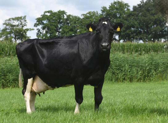 Bontje 24 is volgens de veehouder enorm correct qua bouw. 'Ze heeft goede benen en haar uier is nog heel ondiep', zegt hij