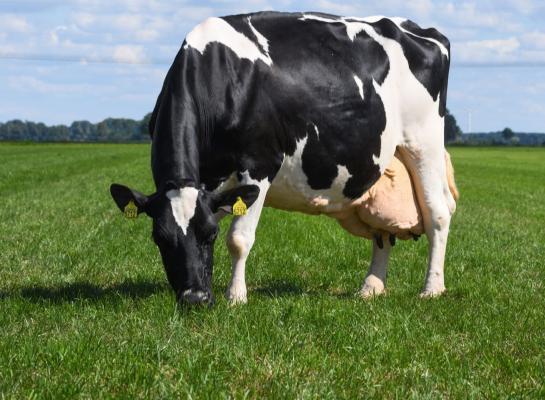 Johanna produceerde tot nu toe ruim 194.000 kg melk per dag (foto van september 2022)