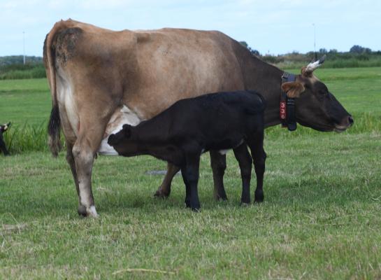 De voeropname van de koeien daalde sterk nadat ze abrupt van hun kalveren werden gescheiden