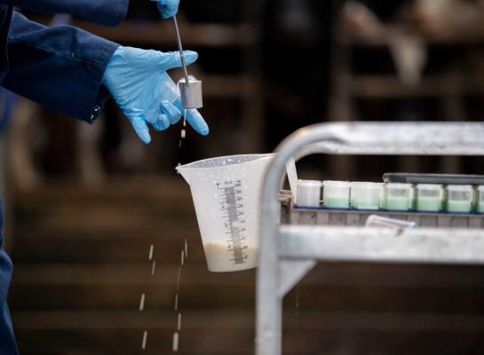 De levensproductie bij afvoer daalde voor het eerst sinds het mpr-jaar 2017-2018 weer, zij het miniem