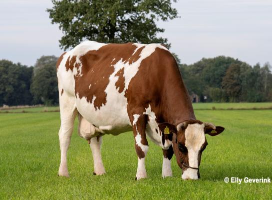 De ruim 16,5 jaar oude Gemma kalfde in april 2021 voor de laatste keer en is dus al 4,5 jaar onafgebroken aan de melk