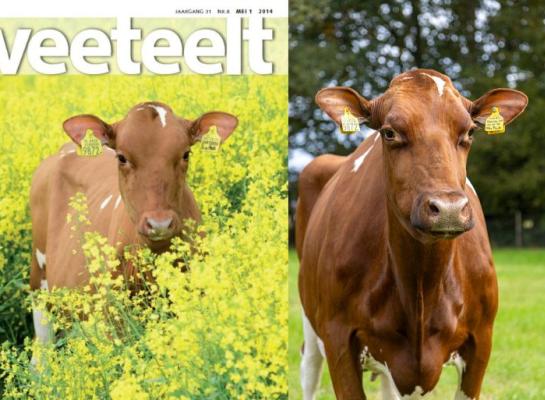 Veeteelt-coverkalf Geertje 416 is uitgegroeid tot een opvallende honderdtonner (foto rechts: Bianca Verhoef)