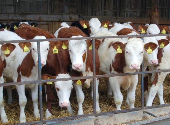 Er is geen LSD gevonden bij dieren die eerder vanuit de Franse Jura naar Nederland waren geïmporteerd (foto ter illustratie)