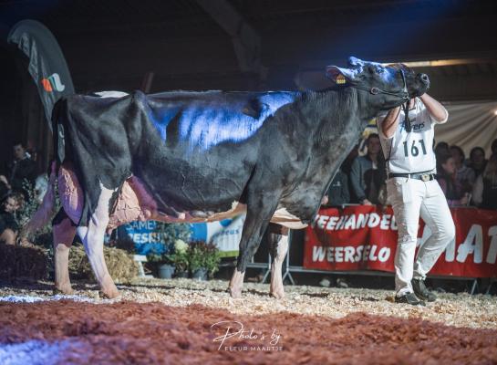 Algemeen kampioene Big Delta Anecy 1 (v. Solero) produceerde al 133.000 kg melk (foto: Fleur Maartje Bakker)