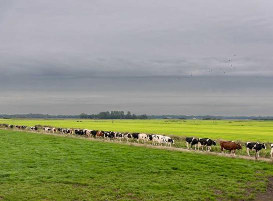 Gaan de koeien definitief op stal of blijft de deur op een kier?