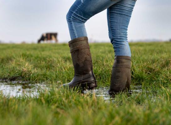 Door de vele regen is het lastig om het gras in het land nu goed te benutten
