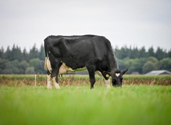 Sterkoe Pietje 109 lijkt zich in de stal wel haast achter andere koeien te verstoppen (foto: Henk Lomulder)