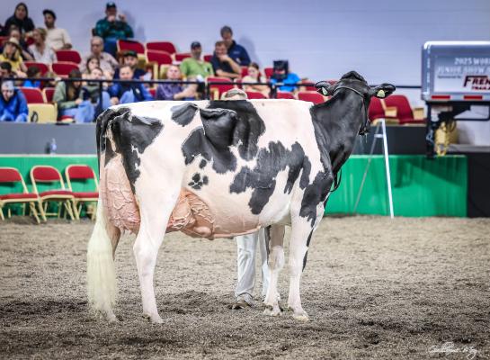 De vijfjarige Lovhill Sidekick Kandy Kane pakte de titel bij zwartbont (foto: Guillaume Moy)