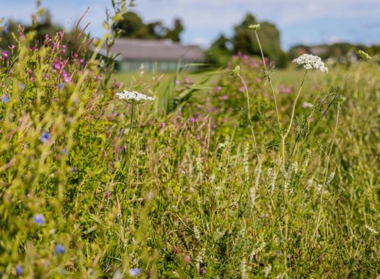 Naast de handreiking is er ook een overzicht van alle aanbevelingen uit de pilots, gericht op onderwerpen als veenweidebeheer, kringlooplandbouw en biodiversiteit