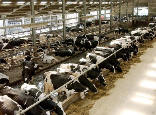 Het aantal melkkoeien neemt in België minder hard af dan het aantal vleeskoeien