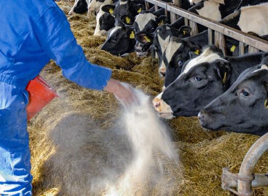 Bij het voeren van Bovaer wordt 'topdressing' ontraden om selectie door dieren te voorkomen
