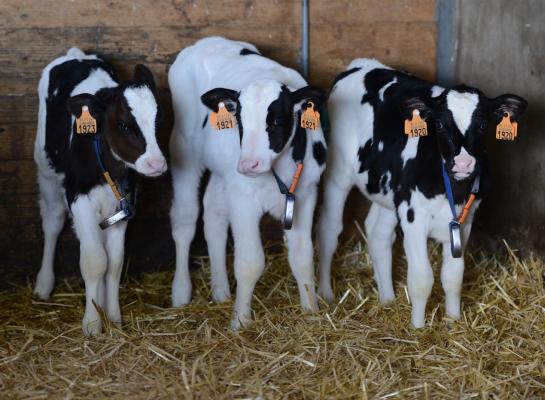 Er blijven maar nieuwe ibr-uitbraken volgen in Vlaanderen