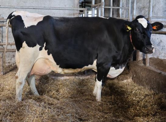 Irma 151 produceerde met een daggemiddelde van bijna 46 kg melk al ruim 111.000 kg melk (foto: Jan Hendriks).