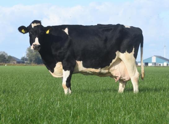 Josje 334 is niet de enige duurzame en hoogproductieve Josje van de familie Zijlmans, maar ze is wel de eerste die drie sterren kreeg