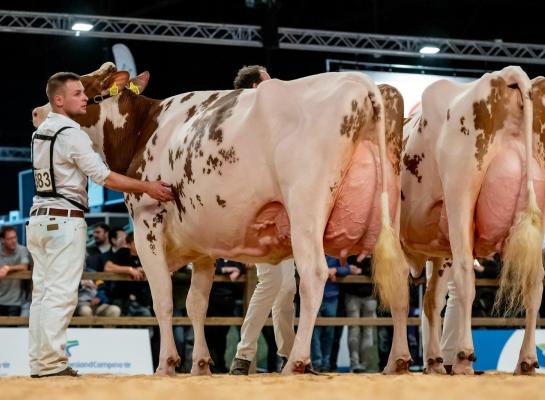 Heerenbrink Dolly Rae Jordy (foto) klopte in een rechtstreeks duel de regerend algemeen kampioene Jansje 703 (foto: Els Korsten)