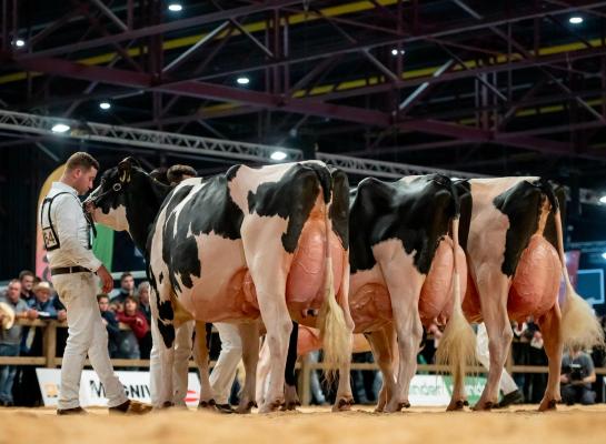 Net als twee jaar geleden won Heerenbrink Angelina in Leeuwarden het algemeen kampioenschap zwartbont (foto: Els Korsten)