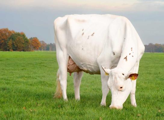 Wilskracht Warsi 879 werd ingeschreven met 93 punten en produceerde in totaal bijna 87.000 kg melk (foto: Alex Arkink)