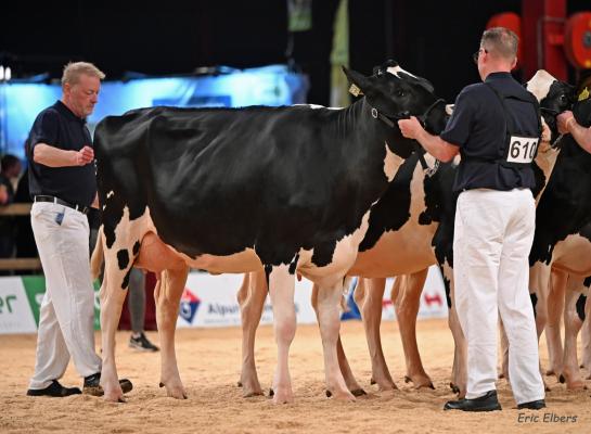 In totaal vier dochtergroepen maakten hun opwachting in de ring tijdens de HHH-show (foto: Eric Elbers)