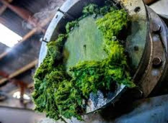 Eiwit uit de perskoek die overblijft na grasraffinage wordt efficiënter benut dan eiwit uit graskuil, vermoedelijk omdat vezels worden ontsloten tijdens het persen van gras (foto: Grassa)