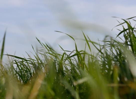 Grasland legde in 2023 zo’n 191.000 ton koolstof vast. Daarmee was grasland na bos de op een na belangrijkste koolstofvastlegger en verantwoordelijk voor bijna een kwart van de totale koolstofvastlegging in Nederland