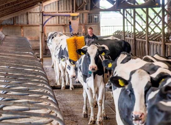 De positieve stemming is te danken aan de relatief hoge melkprijs en de iets dalende rente