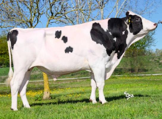 De Gywerzoon Crisalis heeft al 3500 melkgevende dochters