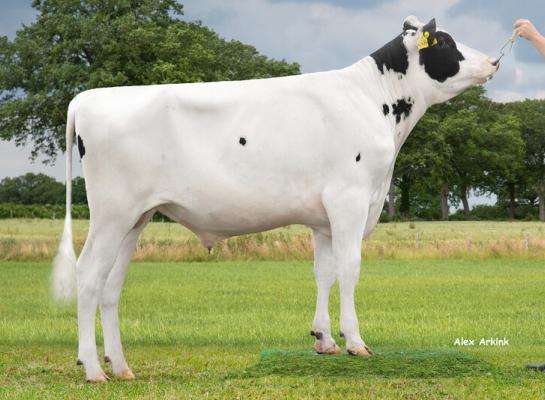 Ook als jonge genoomstier stond Precision al hoog in het RZG-klassement