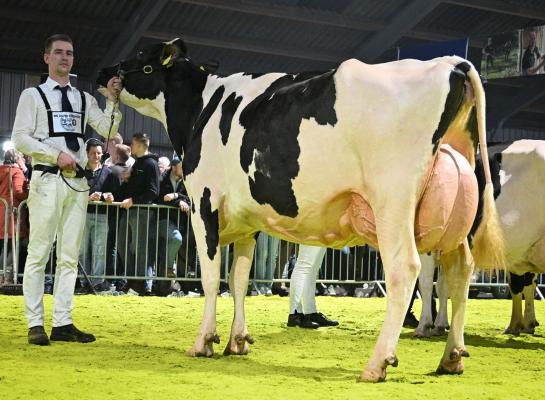 Net als in 2024 straalde Tellingen Esmeralda 150 van de familie Krikken uit Echten op de winteravondshow van tentoonstellingsvereniging De Zuidwesthoek in Wanneperveen (foto: Henk Lomulder)