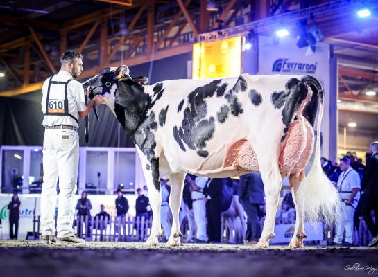 Fantasy Darsena (v. Dateline) wint in het Italiaanse Cremona (foto: Guillaume Moy)