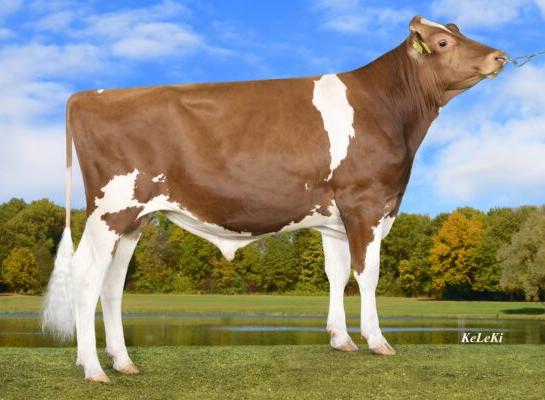 Red Rocks Mask stamt uit de Nederlandse Massiafamilie