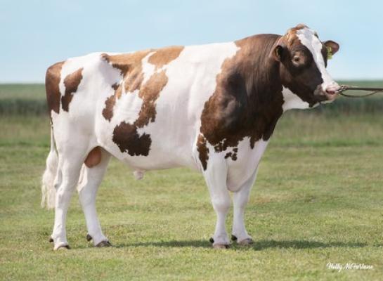 3Star OH Ranger Red is een Rubelszoon van Lakeside Up Red Range