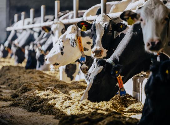 Stikstofreductie via het voerspoor mist een financiële prikkel om echt een bijdrage te leveren