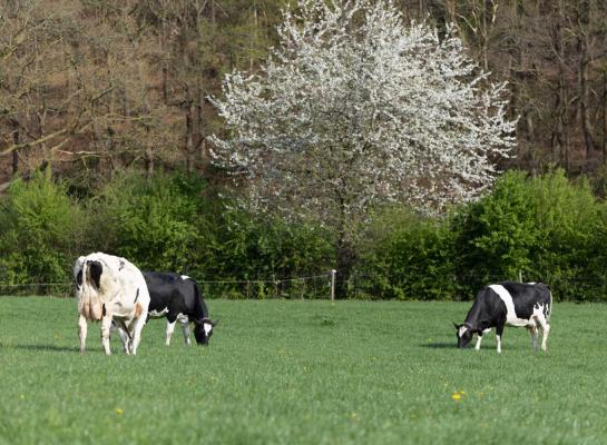 In Oost- en Zuid-Nederland is het gras inmiddels goed uit de startblokken