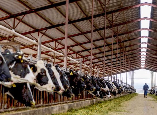 Op grote Amerikaanse melkveebedrijven zijn amper koeien te vinden in de zevende of achtste lactatie