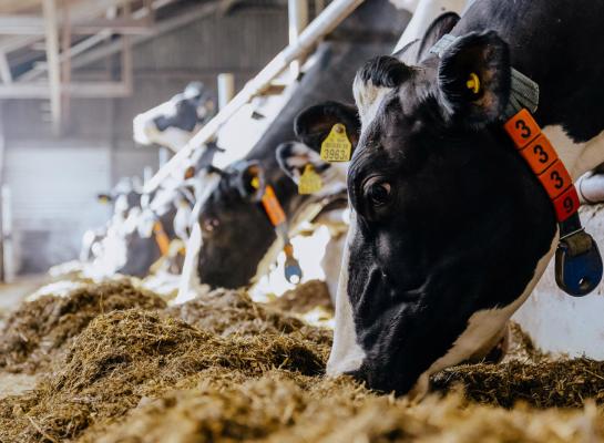 Het zal maatwerk zijn om te kijken of deelname aan de vrijwillige krimpregeling lucratief is op het bedrijf