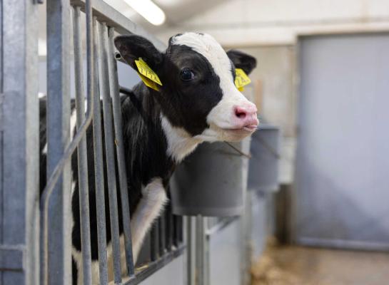 Sterke kalveren zijn de basis voor sterke melkkoeien