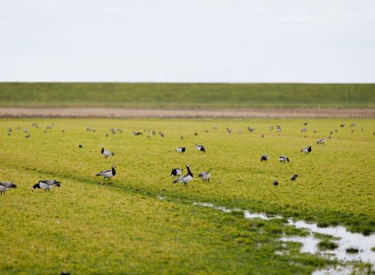 De drogestofprijs van gras speelt een belangrijke rol bij het bepalen van de vergoeding voor faunaschade